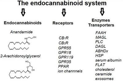 The Endocannabinoid System as a Target in Cancer Diseases: Are We There Yet?